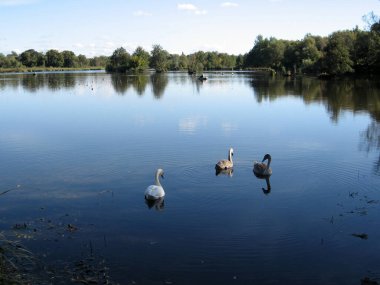 Ukrayna 'da kırsal bir gölde beslenen küçük bir kuğu sürüsü. Kuğular yetişkinleri ve çocuklarını dikleştirir.
