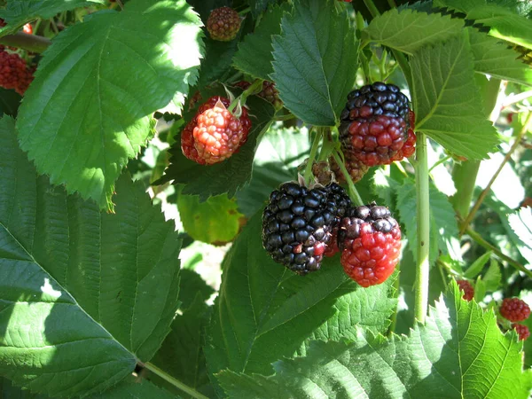 Blackberry grows in the garden. Ripe and unripe blackberry on a background of berry bush. Natural pharmacy. Organic food. Pantry vitamins