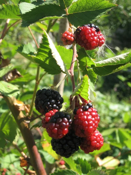 Blackberry grows in the garden. Ripe and unripe blackberry on a background of berry bush. Natural pharmacy. Organic food. Pantry vitamins