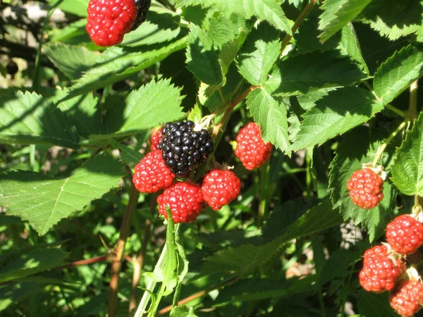 黑莓生长在花园里 成熟和未成熟的黑莓在浆果灌木的背景 天然药物 有机食品 婴儿维生素 — 图库照片