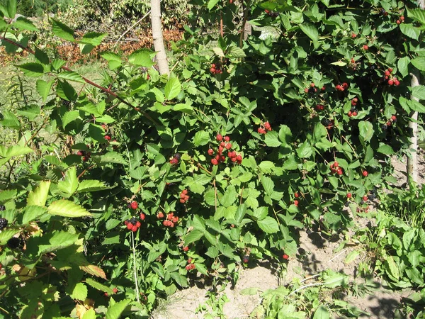 Blackberry Grows Garden Ripe Unripe Blackberry Background Berry Bush Natural — Stock Photo, Image