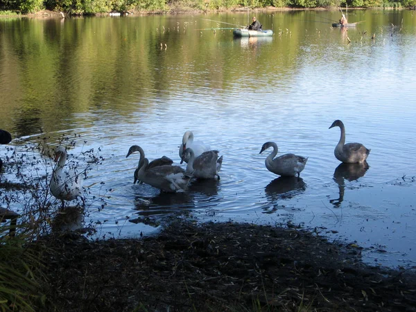 ウクライナの田舎の湖での白鳥の餌の小さな群れ 白鳥は大人と子供に迷惑をかける — ストック写真