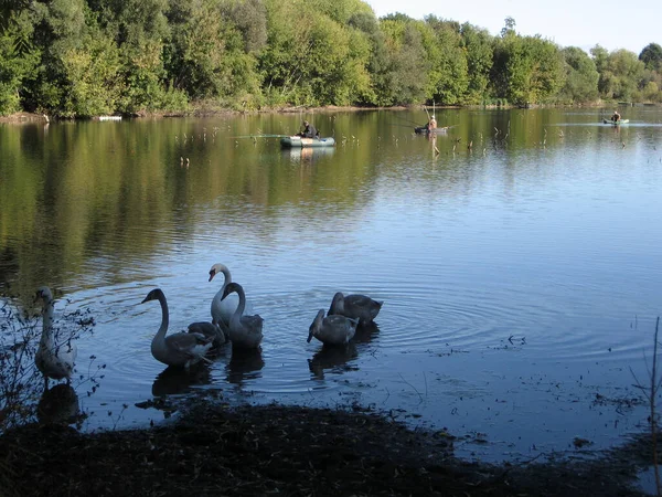 ウクライナの田舎の湖での白鳥の餌の小さな群れ 白鳥は大人と子供に迷惑をかける — ストック写真
