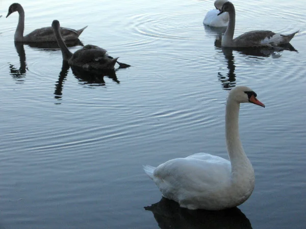 Pequeno Bando Cisnes Alimentando Lago Rural Ucrânia Cisnes Espinhos Adultos — Fotografia de Stock