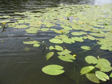 Göldeki güzel sarı nilüferler. Doğal yaşam alanı. Su altı manzarası.