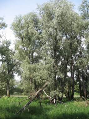 Doğal manzara ve bulutlar. Yaz. Gözlerindeki güneş Ukrayna manzarası, Avrupa