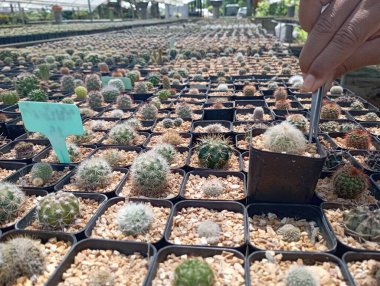 Birçok kaktüs, çiftlikteki büyük saksılarda bulunur..