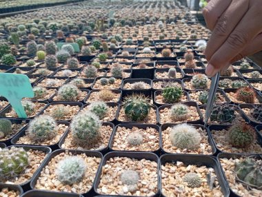 Birçok kaktüs, çiftlikteki büyük saksılarda bulunur..