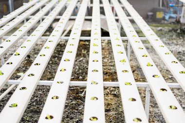 Sebze hydroponic sistemi / genç ve taze yeşil çünkü marul salata büyüyen hydroponic bahçe çiftlik bitkiler toprak tarım sera içinde susuz üzerinde organik sağlık gıda için.