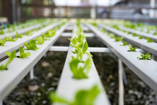Sebze hydroponic sistemi / genç ve taze yeşil çünkü marul salata büyüyen hydroponic bahçe çiftlik bitkiler toprak tarım sera içinde susuz üzerinde organik sağlık gıda için.