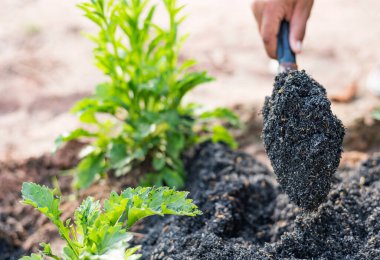 Çiftçilik, bahçıvanlık, tarım ve insan kavramları - kürekli insanlar bahçe yatakları veya çiftlikler kazıyor..