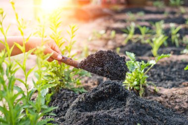 Çiftçilik, bahçıvanlık, tarım ve insan kavramları - kürekli insanlar bahçe yatakları veya çiftlikler kazıyor..