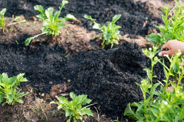 Çiftçilik, bahçıvanlık, tarım ve insan kavramları - kürekli insanlar bahçe yatakları veya çiftlikler kazıyor..