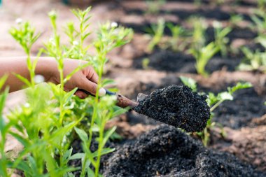 Çiftçilik, bahçıvanlık, tarım ve insan kavramları - kürekli insanlar bahçe yatakları veya çiftlikler kazıyor..