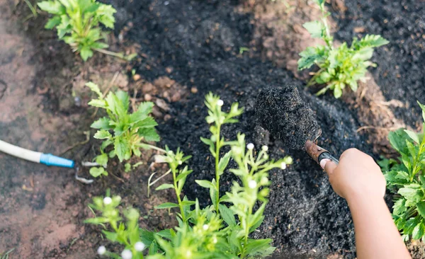 Concepts Culture Jardinage Agriculture Personnes Personnes Avec Des Pelles Creusant — Photo