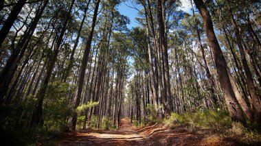 stoffige weg door een Australische forest