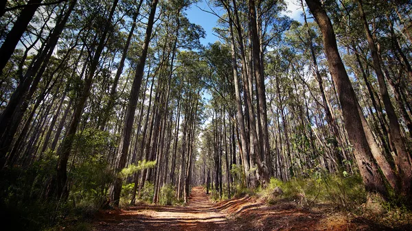 Sendero polvoriento a través de un bosque australiano — Foto de Stock