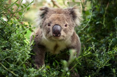 Koala ayısı kameraya bakıyor