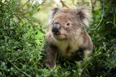 koala ayısı yürüyüş