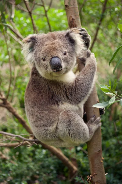 Urso Koala sentado em uma árvore — Fotografia de Stock