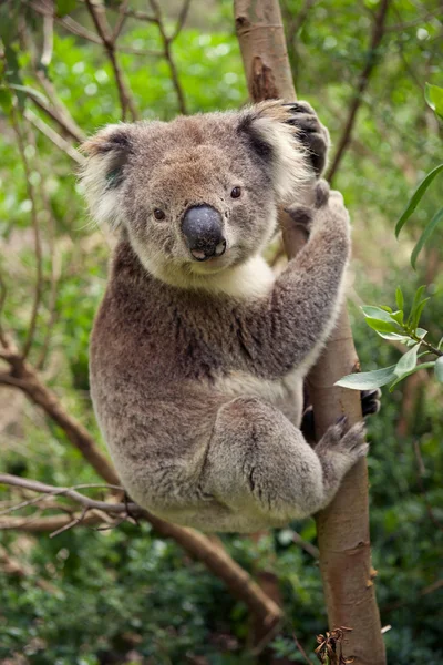Ведмідь коала сидить на дереві Ліцензійні Стокові Зображення