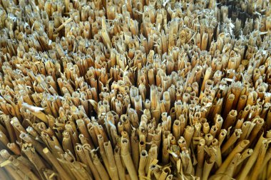 biçimli kuru sazlığı yakın plan kes