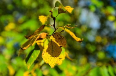 Sarı sonbahar huş ağacı yapraklarını yakın çekimde dallandırır.