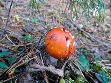 Ormandaki çimlerin üzerinde kırmızı sineklik.
