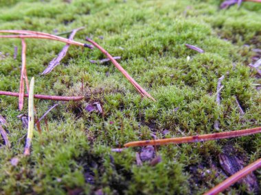 Düşmüş ladin yapraklı orman yosunları yakın plan iğneleri