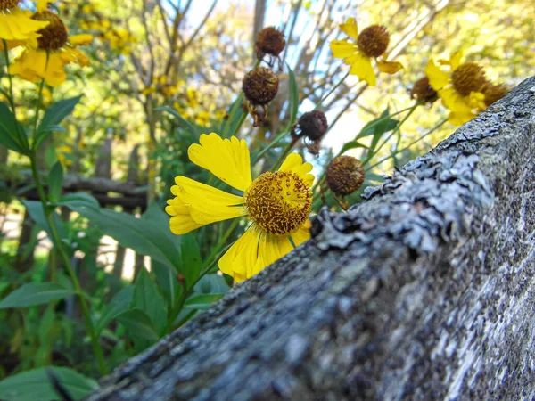 Gelbe Blumen Hinter Dem Zaun Großaufnahme — Stockfoto