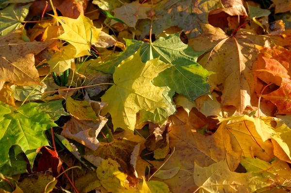 Fallen Yellow Orange Red Autumn Leaves — Stock Photo, Image