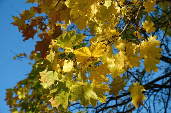 Yellow Orange Red Autumn Leaves Trees — Stock Photo, Image