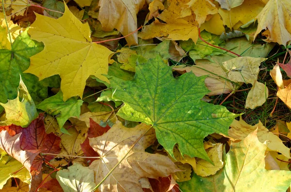 Fallen Yellow Orange Red Autumn Leaves — Stock Photo, Image