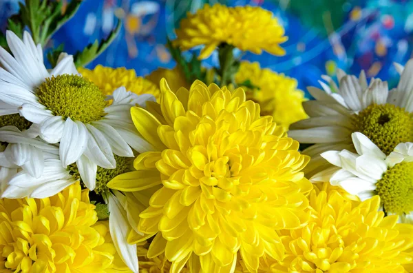 Yellow Chrysanthemum Blue Background — Stock Photo, Image