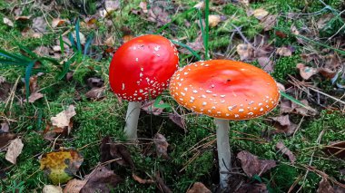 Kızıl mantar ormanda uçar gider.