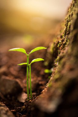 Sabah ışığında topraktan yeşil filizler çıkıyor.