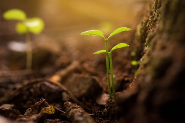 Sabah ışığında topraktan yeşil filizler çıkıyor.