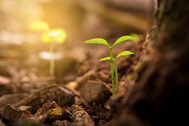 Sabah ışığında topraktan yeşil filizler çıkıyor.