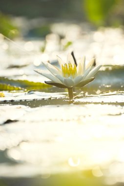 lotus flower in sunrise