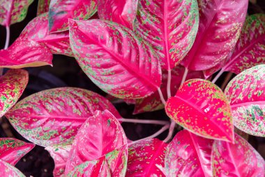 Aglaonema tropical leaves, Red Leaf background ,Chinese Evergreen