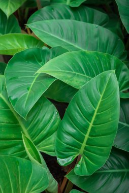 Yeşil yaprağı kapat