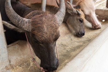  black buffalo raised on thai farm for production of buffalo