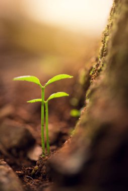 Sabah ışığında topraktan yeşil filizler çıkıyor.