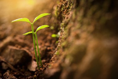Sabah ışığında topraktan yeşil filizler çıkıyor.