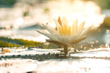 lotus flower in sunrise