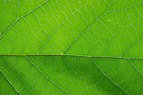 Yeşil yaprak dokusunu kapat