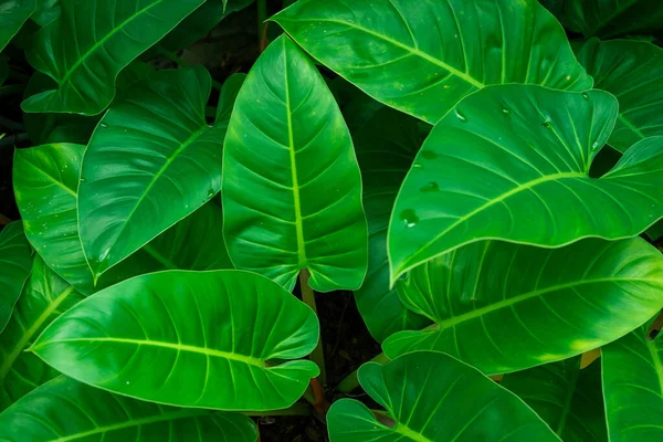 Yeşil yaprağı kapat