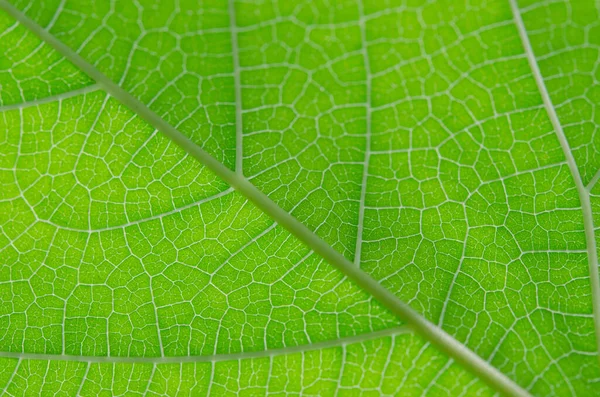 Закрыть Текстуру Зеленого Листа — стоковое фото