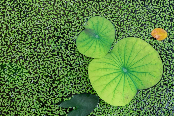Lotus Leaf Водяной Папоротник — стоковое фото