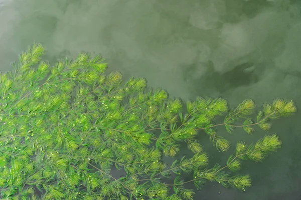 Green Hydrilla Water Thailand — Stock Photo, Image